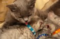 /album/galeria-de-fotos%3a-ninhada-n%c3%a3o-registada/blue-e-os-bebes-jpg/